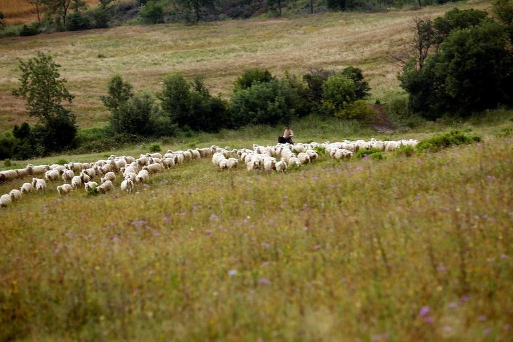 Fattoria Poggio Foco Villa Manciano Eksteriør billede